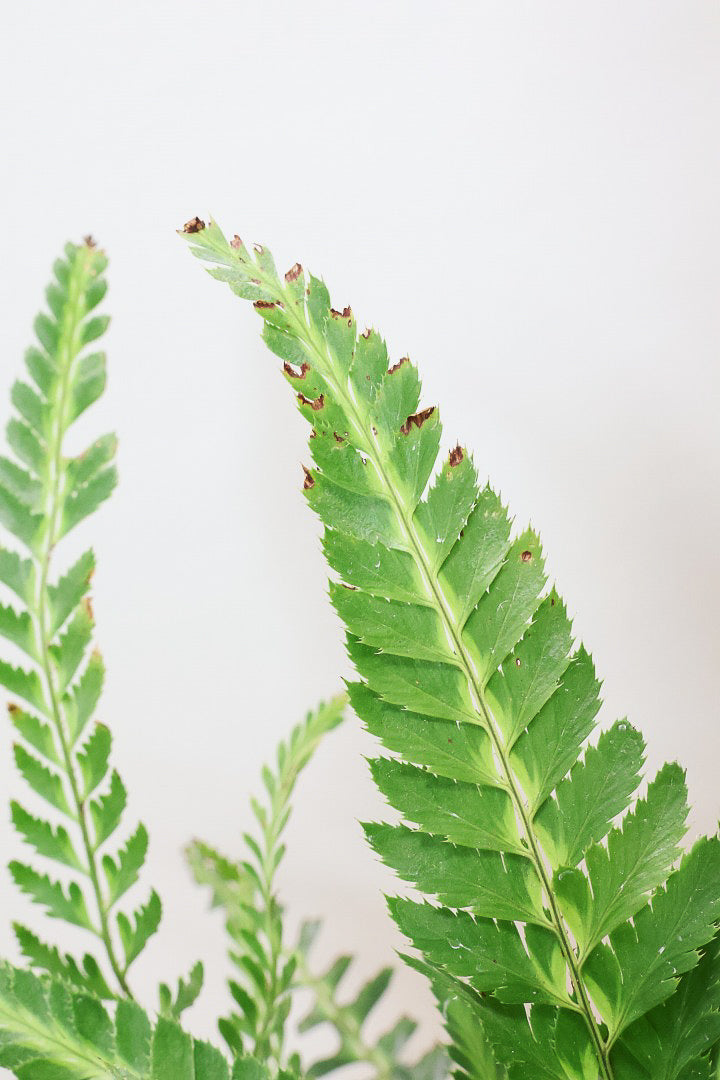 【ルモーラ アディアンティフォルミス】日陰に強いシダ系の観葉植物。葉の模様に思わず見惚れてしまうほどの美しさです！