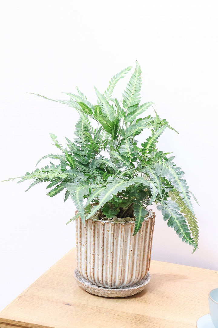 【ルモーラ アディアンティフォルミス】日陰に強いシダ系の観葉植物。葉の模様に思わず見惚れてしまうほどの美しさです！