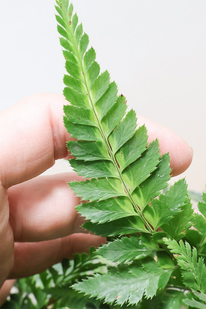 【ルモーラ アディアンティフォルミス】日陰に強いシダ系の観葉植物。葉の模様に思わず見惚れてしまうほどの美しさです！