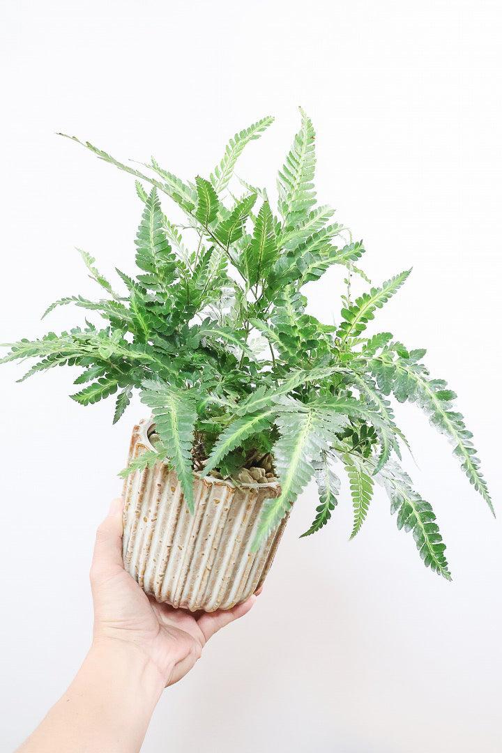 【ルモーラ アディアンティフォルミス】日陰に強いシダ系の観葉植物。葉の模様に思わず見惚れてしまうほどの美しさです！