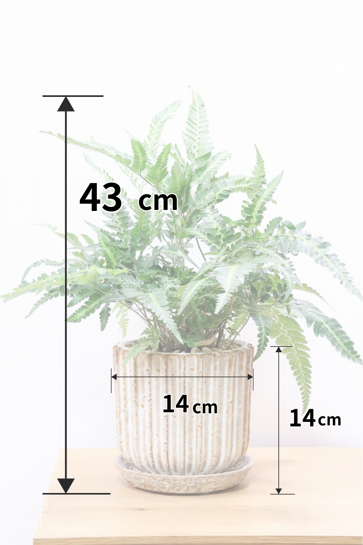 【ルモーラ アディアンティフォルミス】日陰に強いシダ系の観葉植物。葉の模様に思わず見惚れてしまうほどの美しさです！