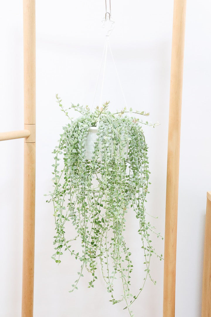 【ディスキディア ミリオンハートバリエガタ】爽やかな葉色がGOOD！軽くて扱いやすいプラスチック鉢の吊り鉢タイプです！