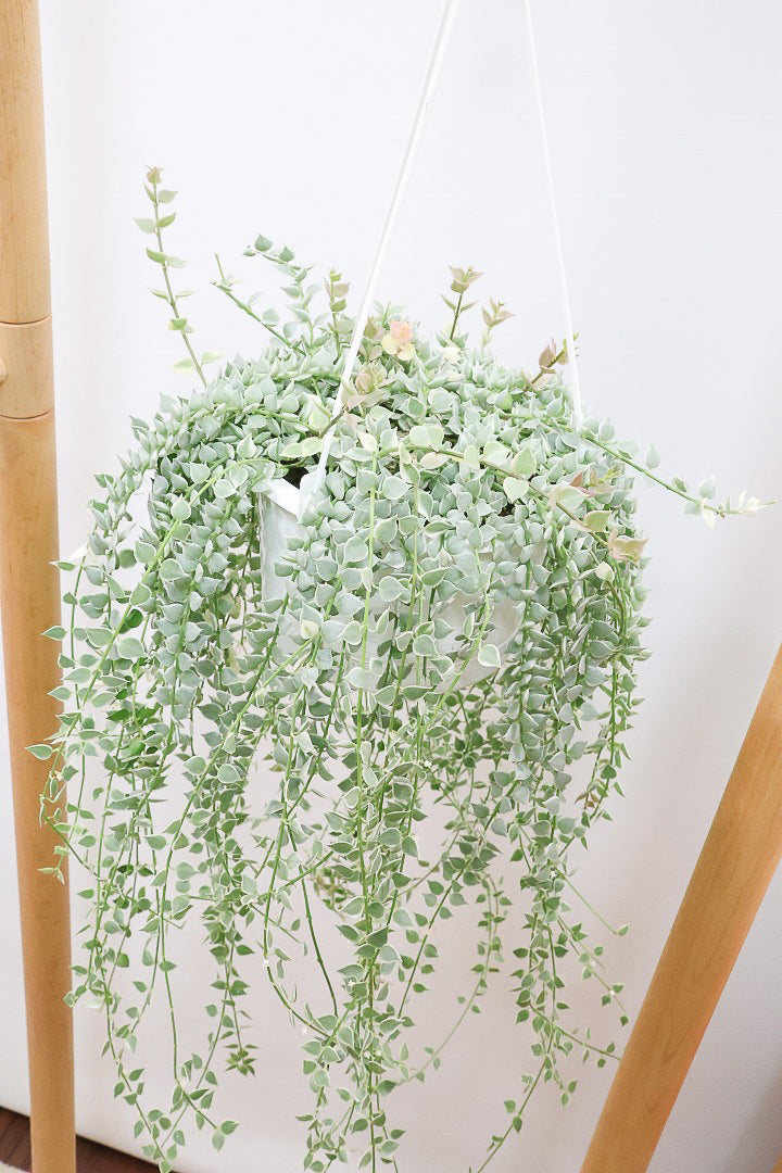 【ディスキディア ミリオンハートバリエガタ】爽やかな葉色がGOOD！軽くて扱いやすいプラスチック鉢の吊り鉢タイプです！