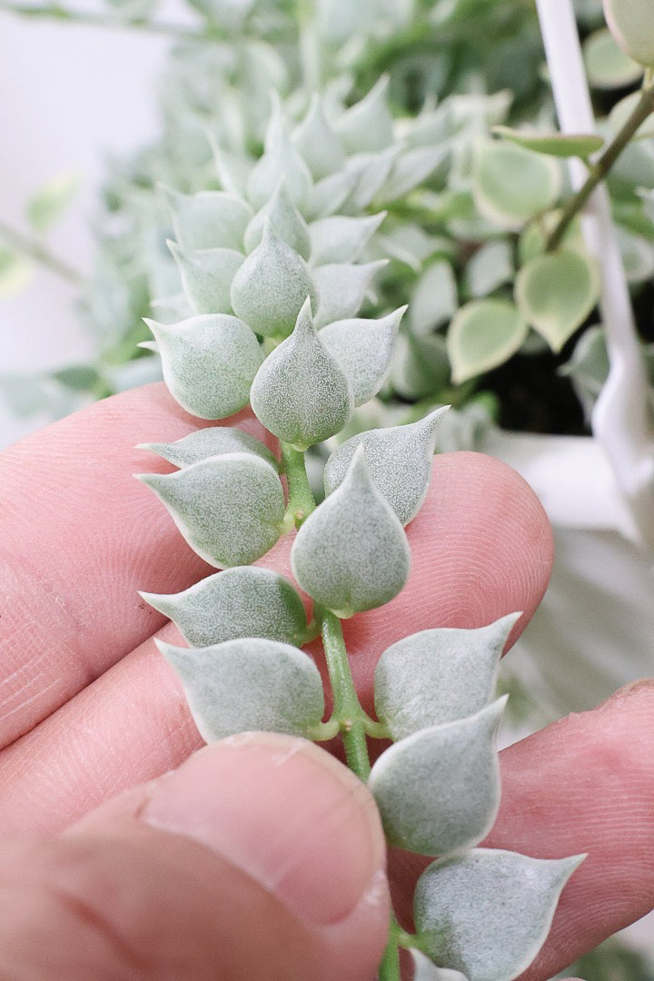 【ディスキディア ミリオンハートバリエガタ】爽やかな葉色がGOOD！軽くて扱いやすいプラスチック鉢の吊り鉢タイプです！