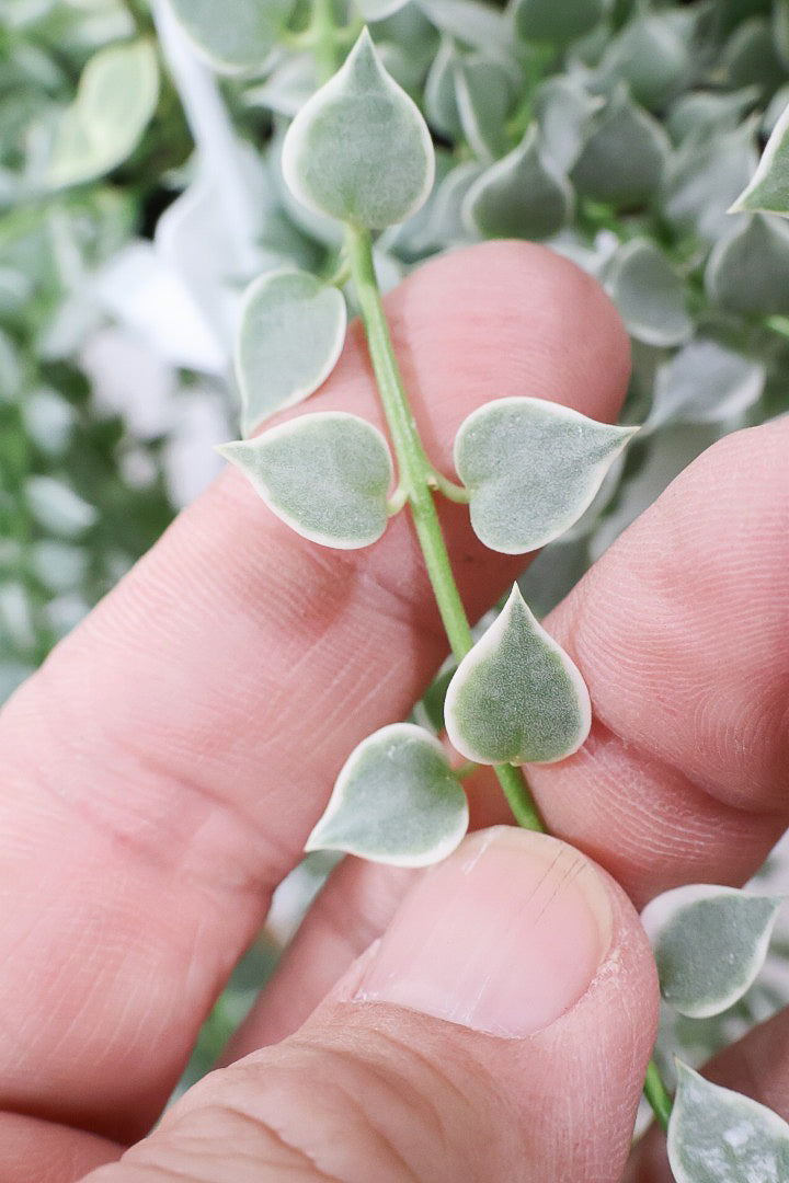 【ディスキディア ミリオンハートバリエガタ】爽やかな葉色がGOOD！軽くて扱いやすいプラスチック鉢の吊り鉢タイプです！