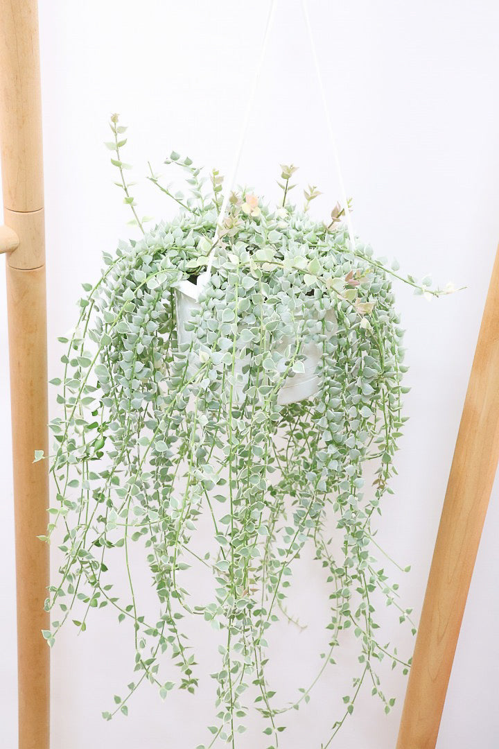 【ディスキディア ミリオンハートバリエガタ】爽やかな葉色がGOOD！軽くて扱いやすいプラスチック鉢の吊り鉢タイプです！