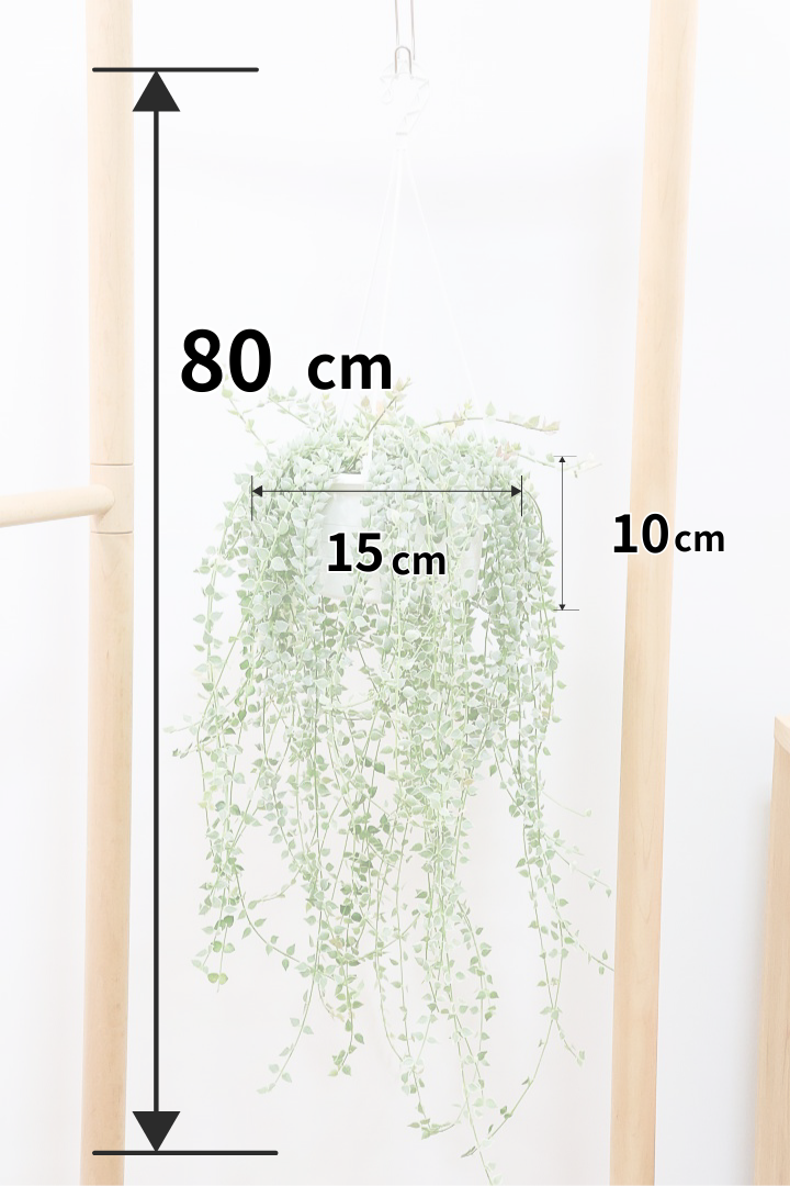 【ディスキディア ミリオンハートバリエガタ】爽やかな葉色がGOOD！軽くて扱いやすいプラスチック鉢の吊り鉢タイプです！