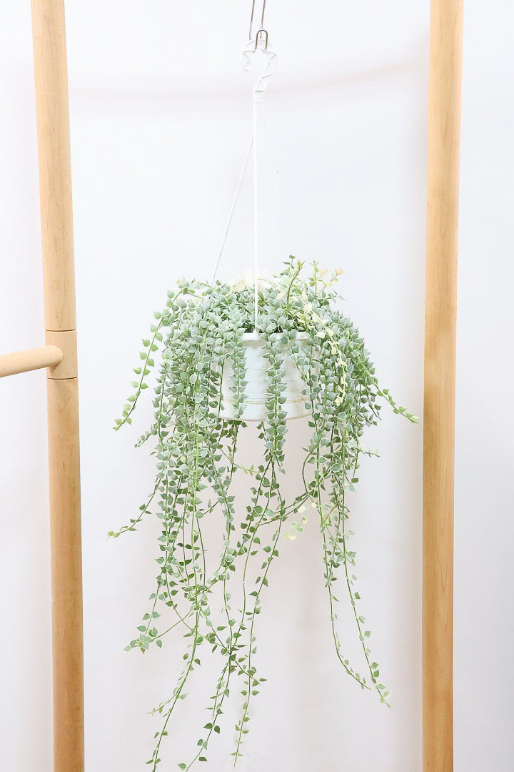 吊るすタイプのインテリアグリーンをご紹介！お部屋の雰囲気がグッと