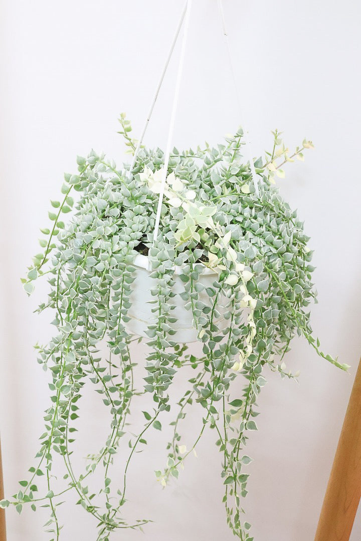 【ディスキディア ミリオンハートバリエガタ】真っ白な葉があるよ！軽くて扱いやすいプラスチック鉢の吊り鉢タイプです！