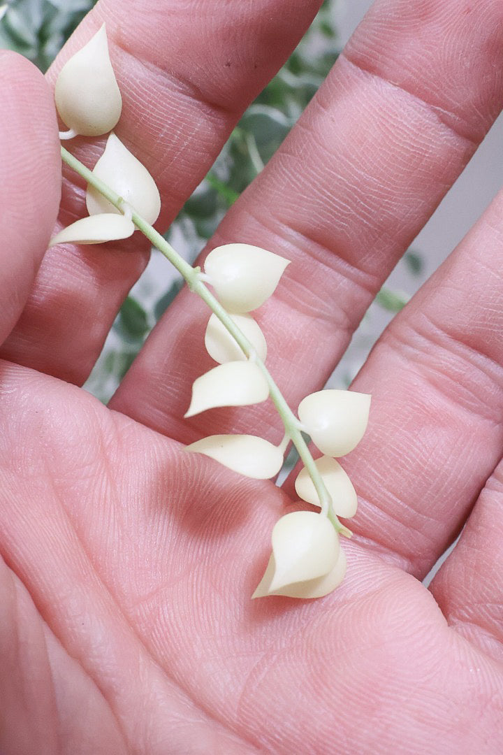 【ディスキディア ミリオンハートバリエガタ】真っ白な葉があるよ！軽くて扱いやすいプラスチック鉢の吊り鉢タイプです！