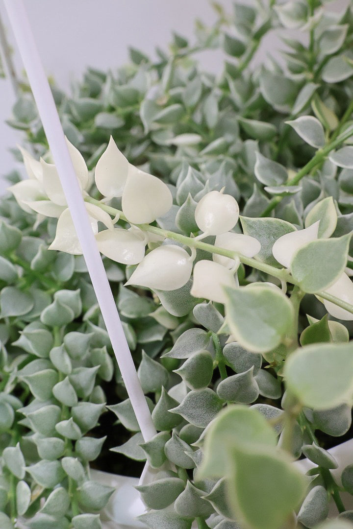 【ディスキディア ミリオンハートバリエガタ】真っ白な葉があるよ！軽くて扱いやすいプラスチック鉢の吊り鉢タイプです！