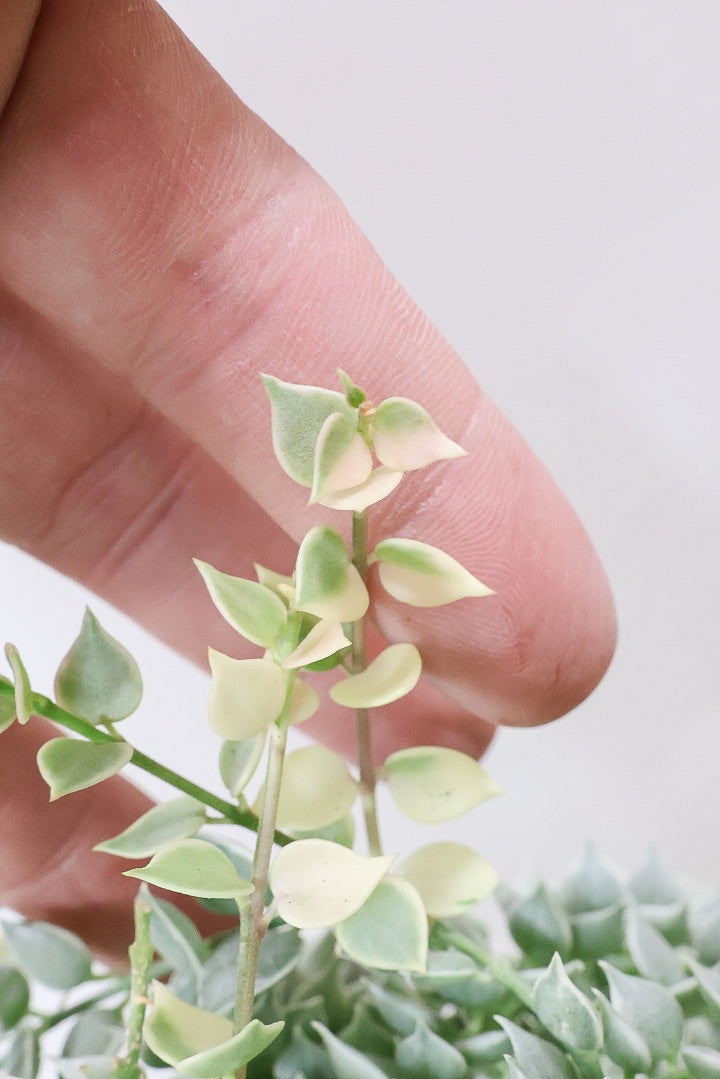 【ディスキディア ミリオンハートバリエガタ】真っ白な葉があるよ！軽くて扱いやすいプラスチック鉢の吊り鉢タイプです！