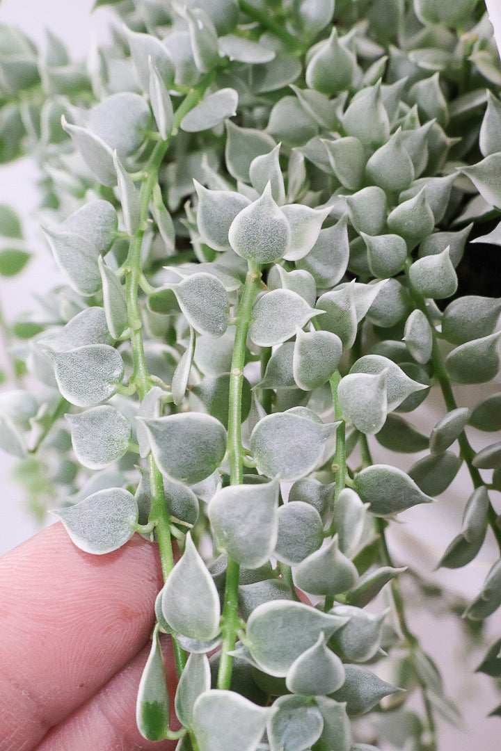 【ディスキディア ミリオンハートバリエガタ】真っ白な葉があるよ！軽くて扱いやすいプラスチック鉢の吊り鉢タイプです！