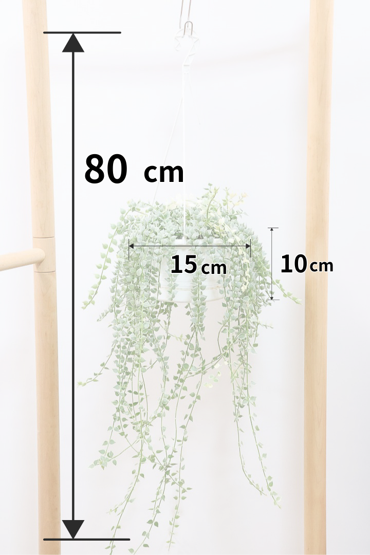 【ディスキディア ミリオンハートバリエガタ】真っ白な葉があるよ！軽くて扱いやすいプラスチック鉢の吊り鉢タイプです！