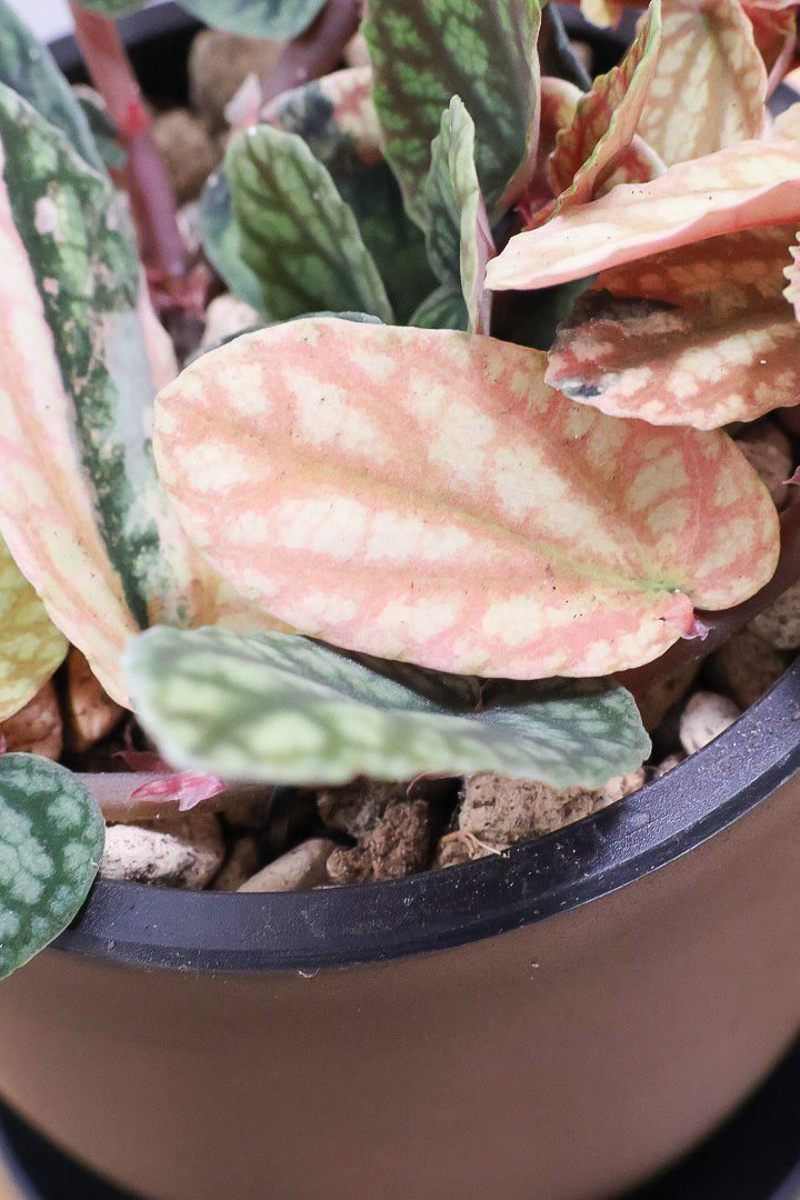 【ペリオニア プルクア バリエガタ】希少な斑入り！生産者さんに特別に分けていただきました！今回限りの入荷です！