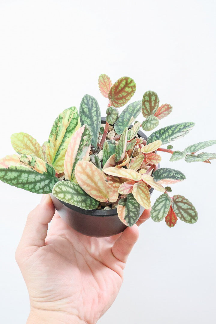 【ペリオニア プルクア バリエガタ】希少な斑入り！生産者さんに特別に分けていただきました！今回限りの入荷です！