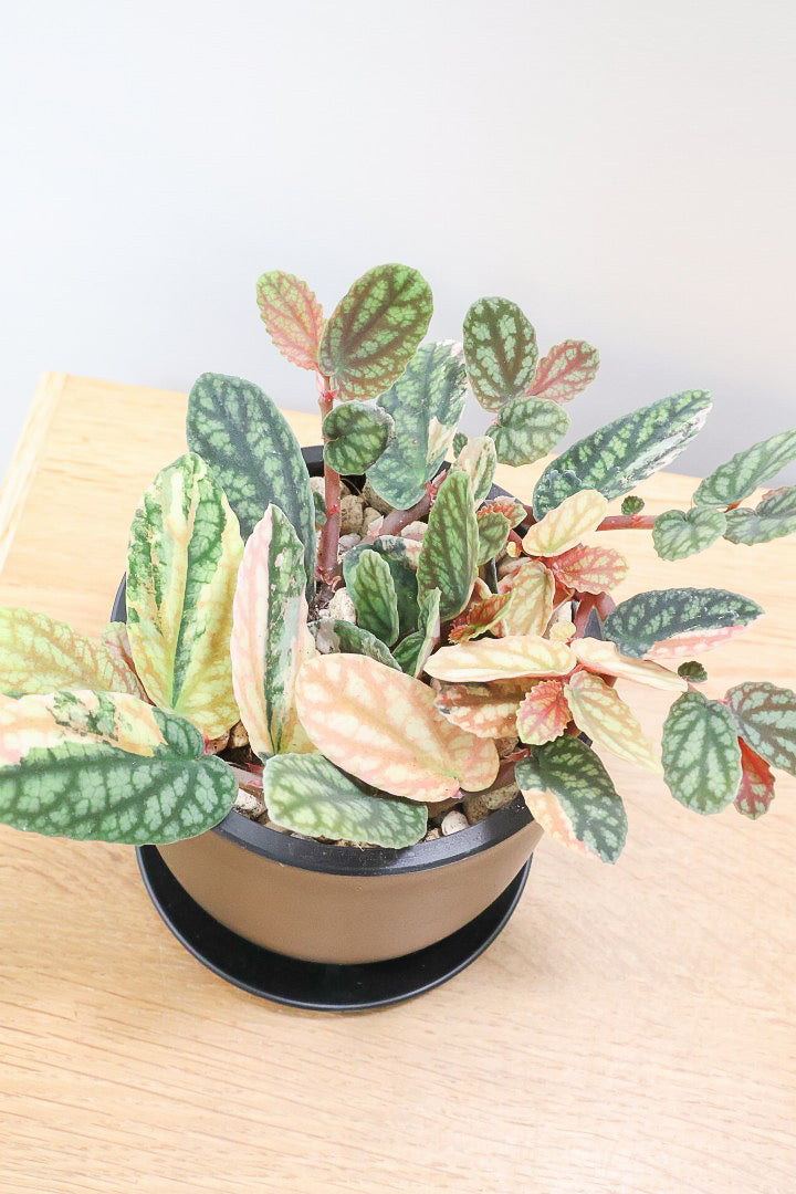 【ペリオニア プルクア バリエガタ】希少な斑入り！生産者さんに特別に分けていただきました！今回限りの入荷です！