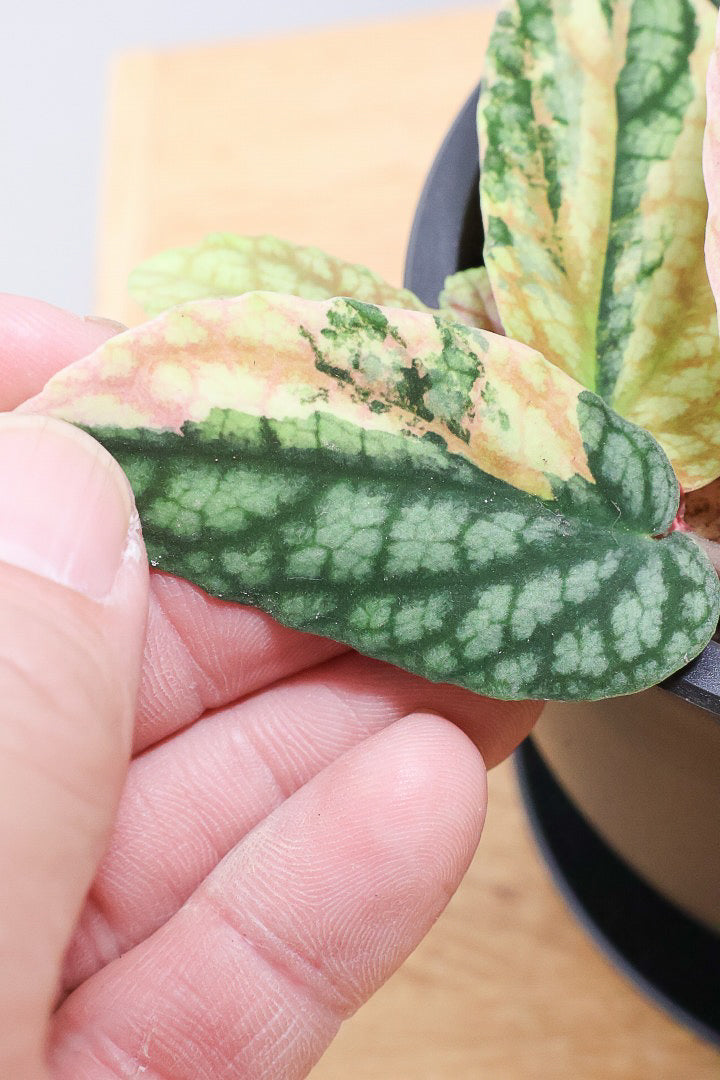 【ペリオニア プルクア バリエガタ】希少な斑入り！生産者さんに特別に分けていただきました！今回限りの入荷です！