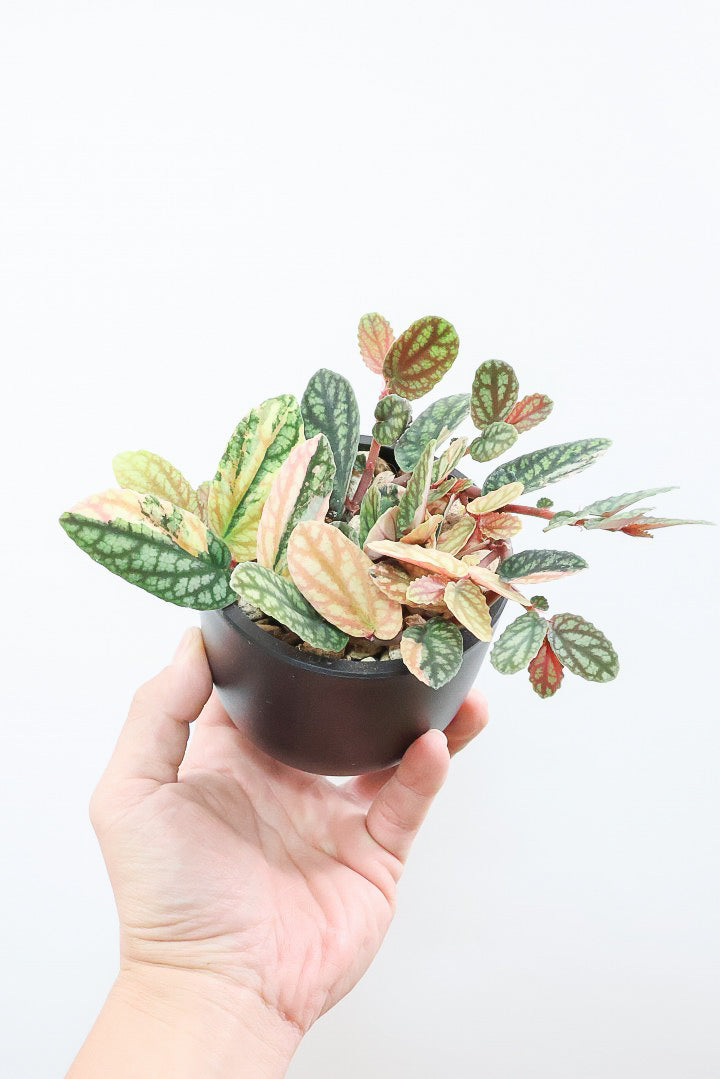 【ペリオニア プルクア バリエガタ】希少な斑入り！生産者さんに特別に分けていただきました！今回限りの入荷です！