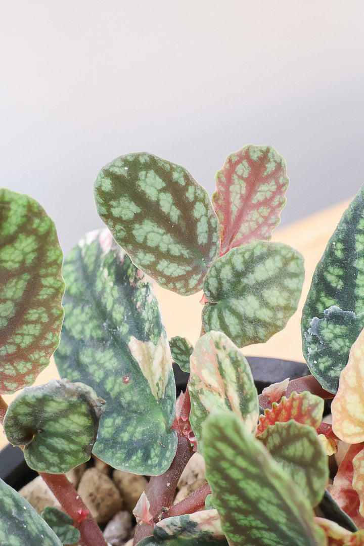 【ペリオニア プルクア バリエガタ】希少な斑入り！生産者さんに特別に分けていただきました！今回限りの入荷です！