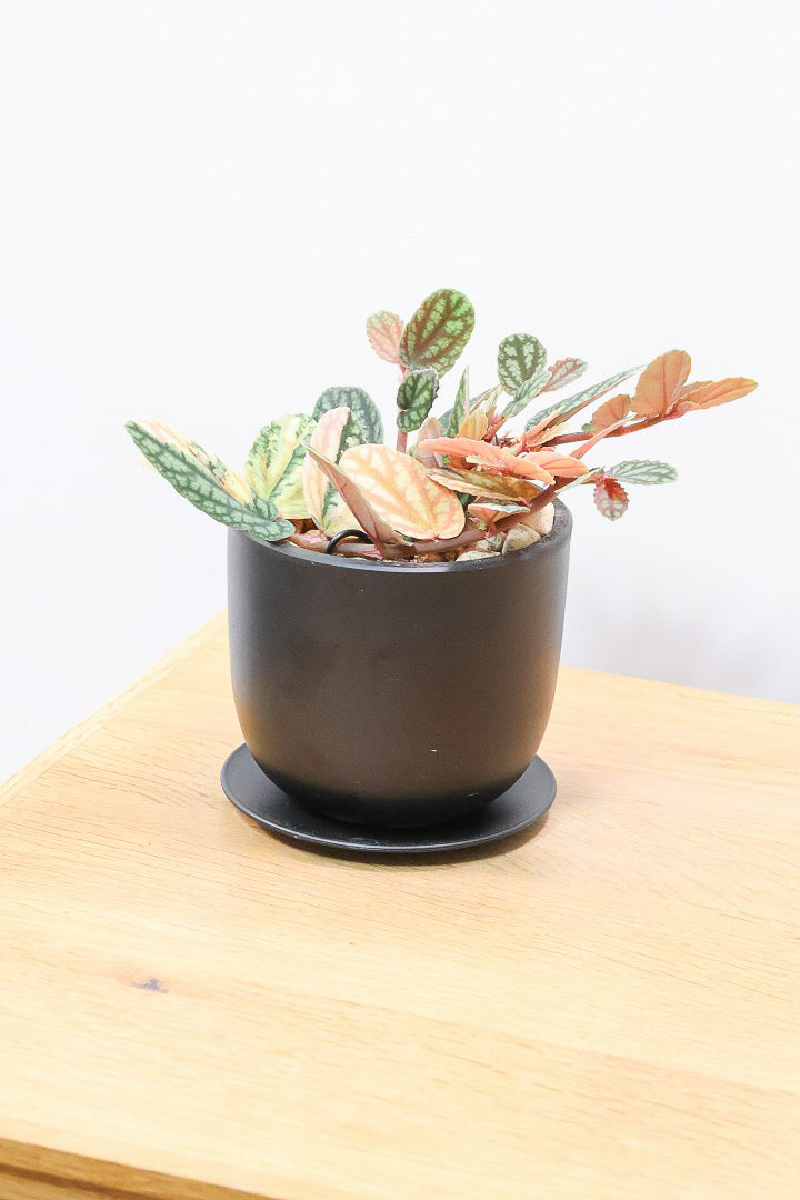 【ペリオニア プルクア バリエガタ】希少な斑入り！生産者さんに特別に分けていただきました！今回限りの入荷です！