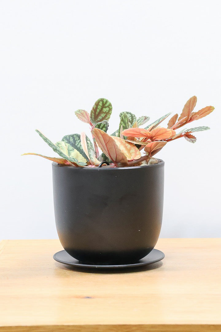 【ペリオニア プルクア バリエガタ】希少な斑入り！生産者さんに特別に分けていただきました！今回限りの入荷です！