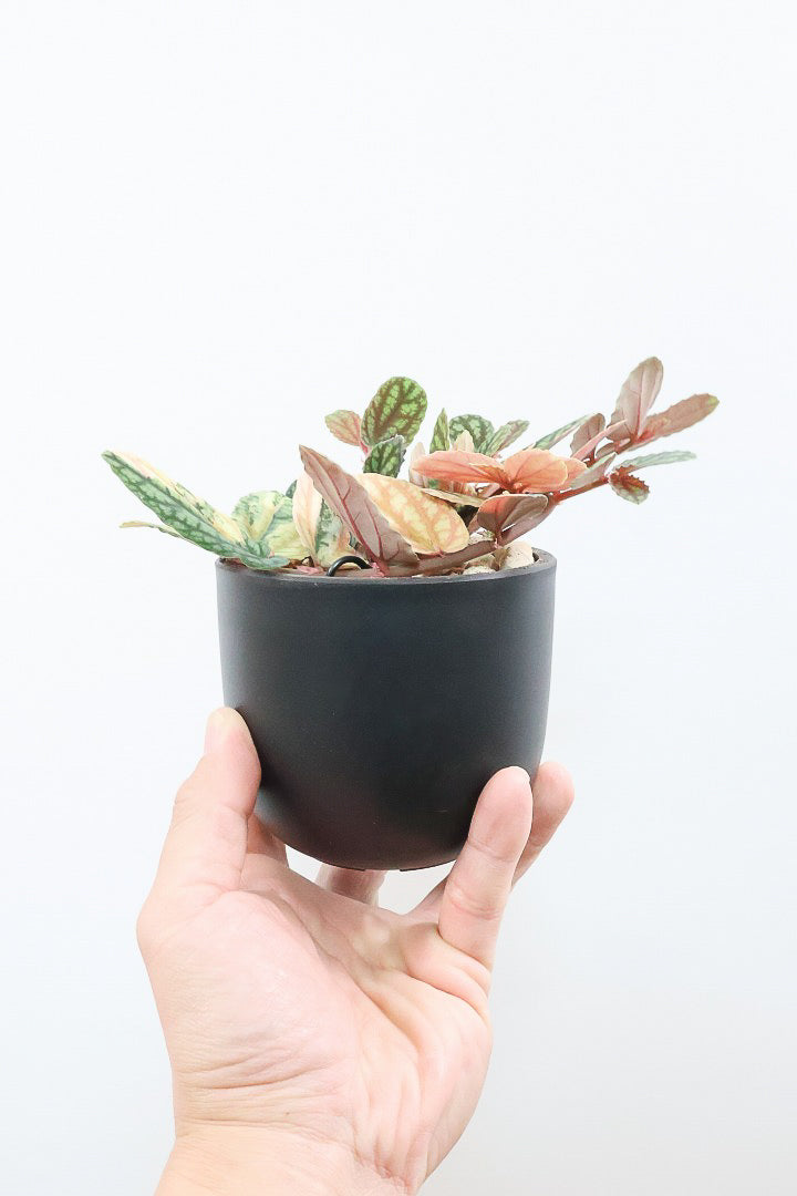 【ペリオニア プルクア バリエガタ】希少な斑入り！生産者さんに特別に分けていただきました！今回限りの入荷です！