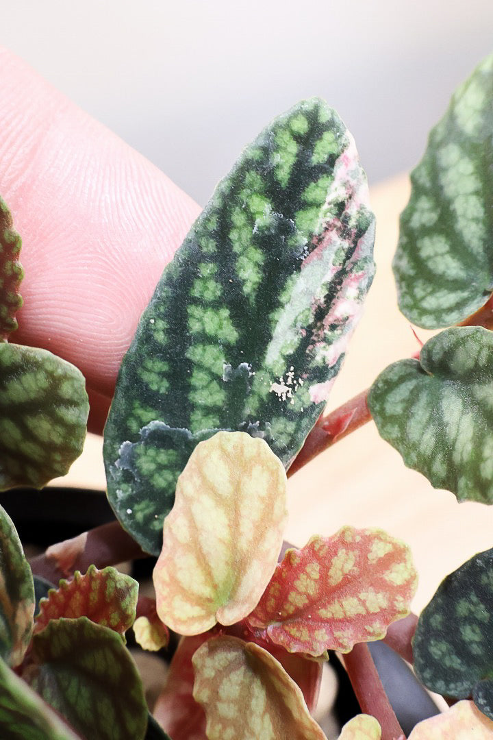 【ペリオニア プルクア バリエガタ】希少な斑入り！生産者さんに特別に分けていただきました！今回限りの入荷です！