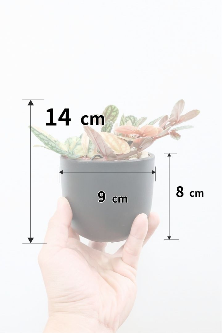 【ペリオニア プルクア バリエガタ】希少な斑入り！生産者さんに特別に分けていただきました！今回限りの入荷です！