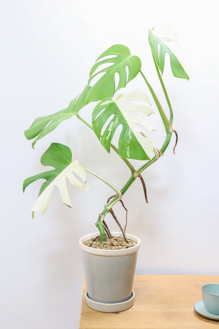 【モンステア ボルシギアナ】生産者さんのハウスで直接選んできました！とても雰囲気のある樹形だと思います！