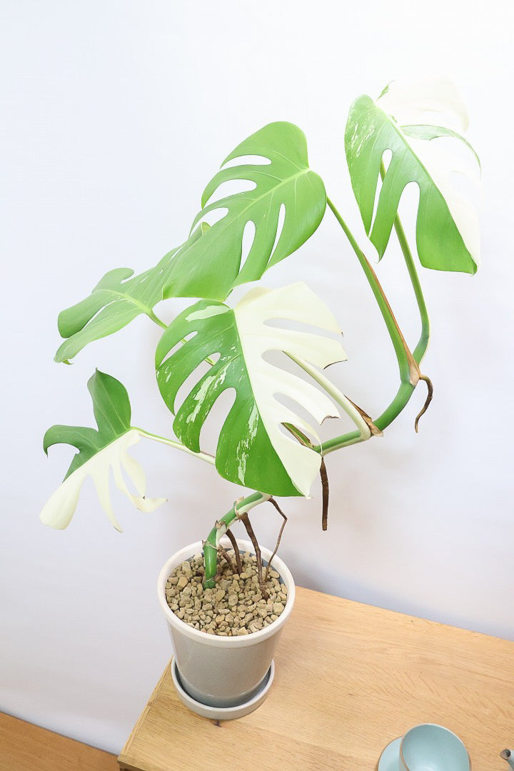 【モンステア ボルシギアナ】生産者さんのハウスで直接選んできました！とても雰囲気のある樹形だと思います！