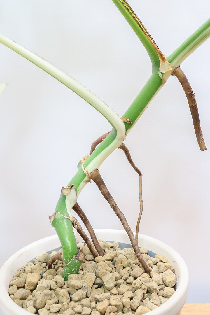 【モンステア ボルシギアナ】生産者さんのハウスで直接選んできました！とても雰囲気のある樹形だと思います！