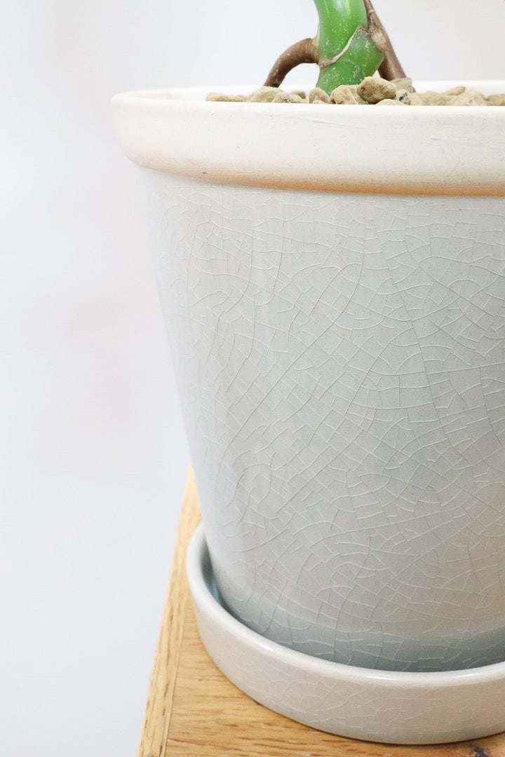 【モンステア ボルシギアナ】生産者さんのハウスで直接選んできました！とても雰囲気のある樹形だと思います！