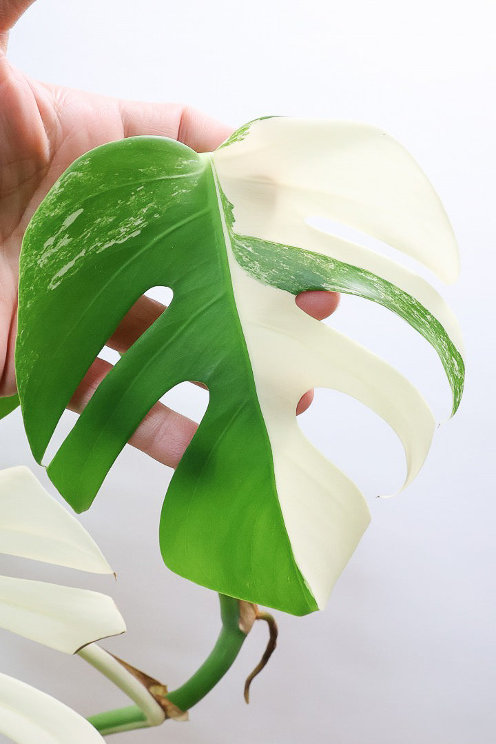 【モンステア ボルシギアナ】生産者さんのハウスで直接選んできました！とても雰囲気のある樹形だと思います！