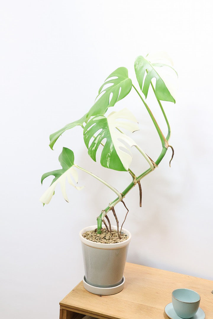 【モンステア ボルシギアナ】生産者さんのハウスで直接選んできました！とても雰囲気のある樹形だと思います！