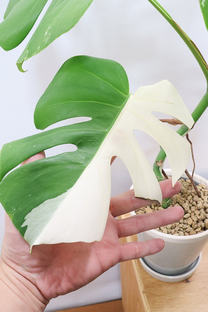 【モンステア ボルシギアナ】生産者さんのハウスで直接選んできました！とても雰囲気のある樹形だと思います！