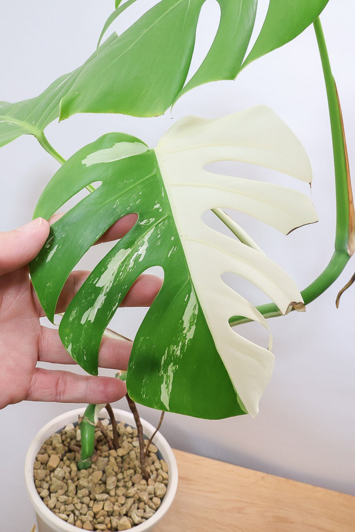 【モンステア ボルシギアナ】生産者さんのハウスで直接選んできました！とても雰囲気のある樹形だと思います！