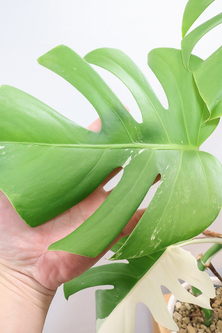 【モンステア ボルシギアナ】生産者さんのハウスで直接選んできました！とても雰囲気のある樹形だと思います！