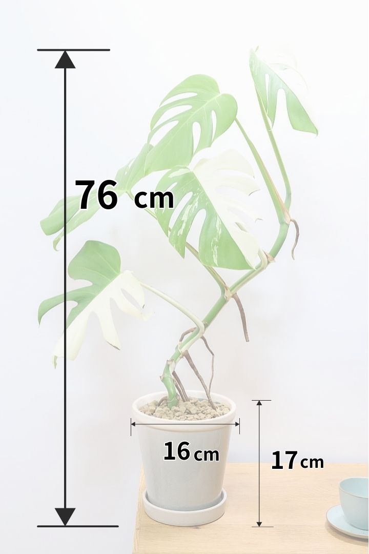 【モンステア ボルシギアナ】生産者さんのハウスで直接選んできました！とても雰囲気のある樹形だと思います！