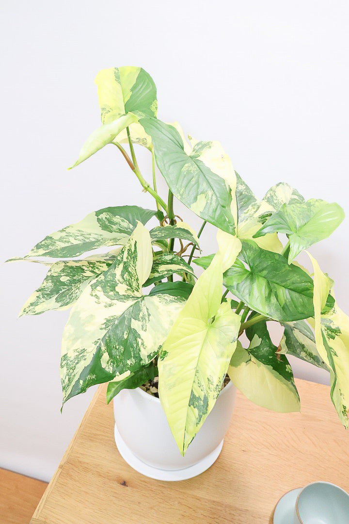 シンゴニウム カリフォルニアゴールドW60897| 観葉植物の通信販売