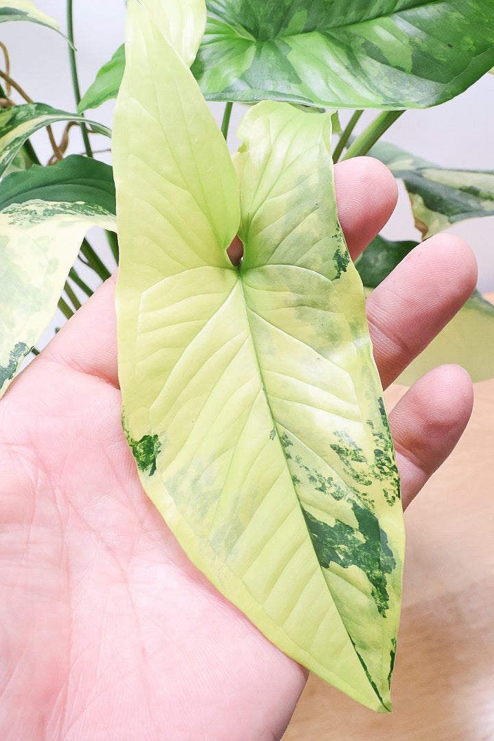 【シンゴニウム カリフォルニアゴールド】今まで史上最高の仕上がり！生産者さんのハウスで極上の斑の個体を選んできました！