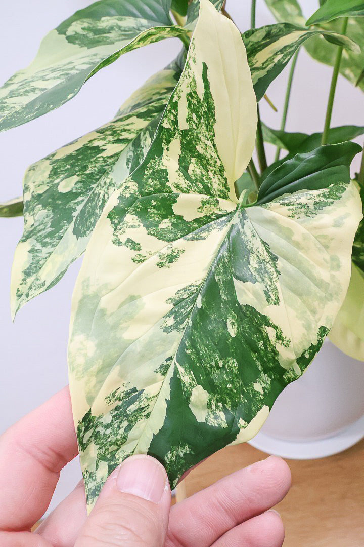 【シンゴニウム カリフォルニアゴールド】今まで史上最高の仕上がり！生産者さんのハウスで極上の斑の個体を選んできました！