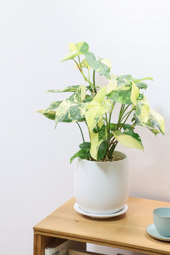 【シンゴニウム カリフォルニアゴールド】今まで史上最高の仕上がり！生産者さんのハウスで極上の斑の個体を選んできました！