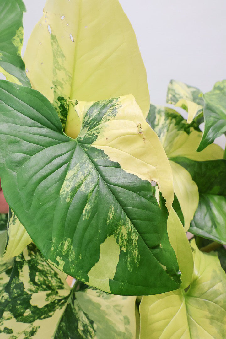 【シンゴニウム カリフォルニアゴールド】今まで史上最高の仕上がり！生産者さんのハウスで極上の斑の個体を選んできました！