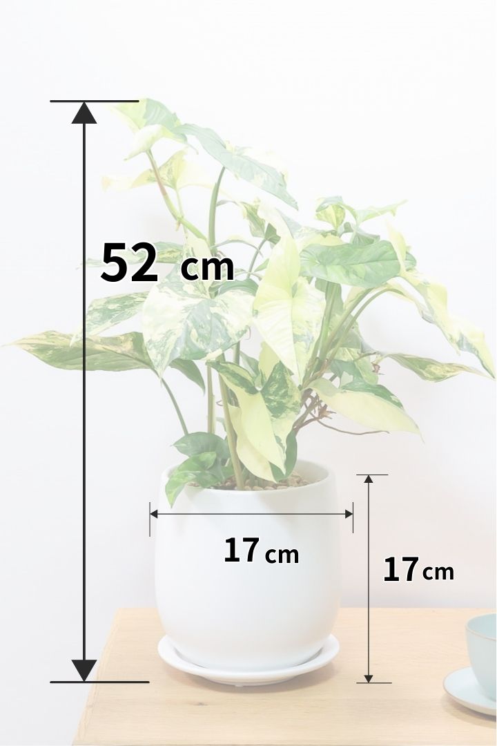 【シンゴニウム カリフォルニアゴールド】今まで史上最高の仕上がり！生産者さんのハウスで極上の斑の個体を選んできました！
