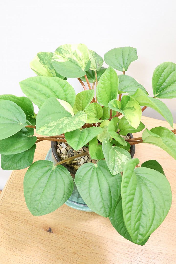 【ペペロミア ラナ バリエガタ】かわいい葉色が人気のラナ！その中でも希少な斑入りタイプです。おすすめです！