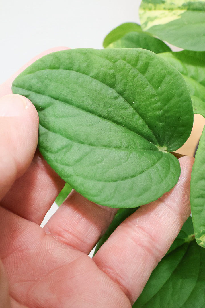 ペペロミア ラナ バリエガタCGR60900| 観葉植物の通信販売 | APEGO