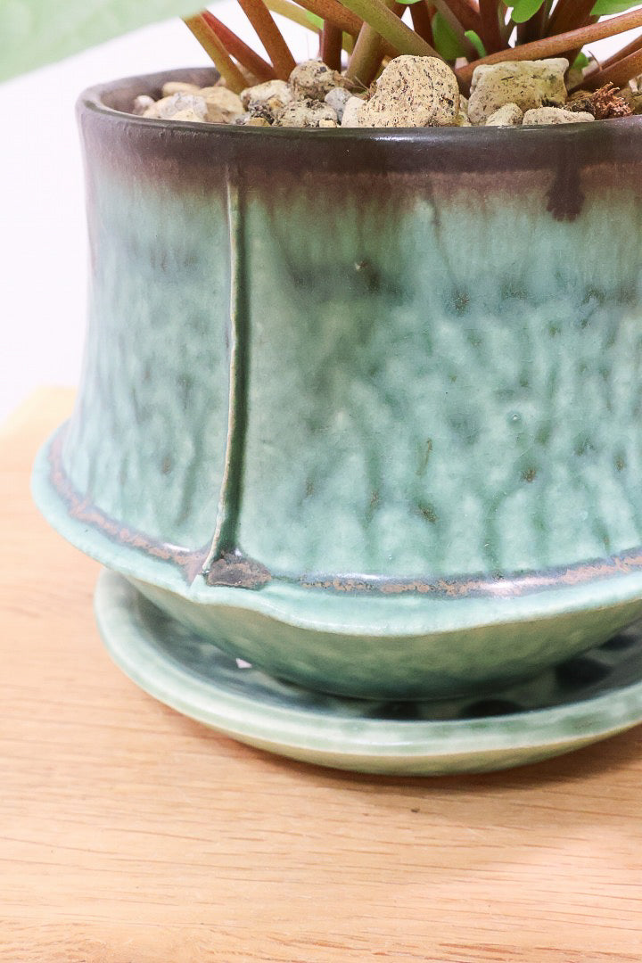 【ペペロミア ラナ バリエガタ】かわいい葉色が人気のラナ！その中でも希少な斑入りタイプです。おすすめです！