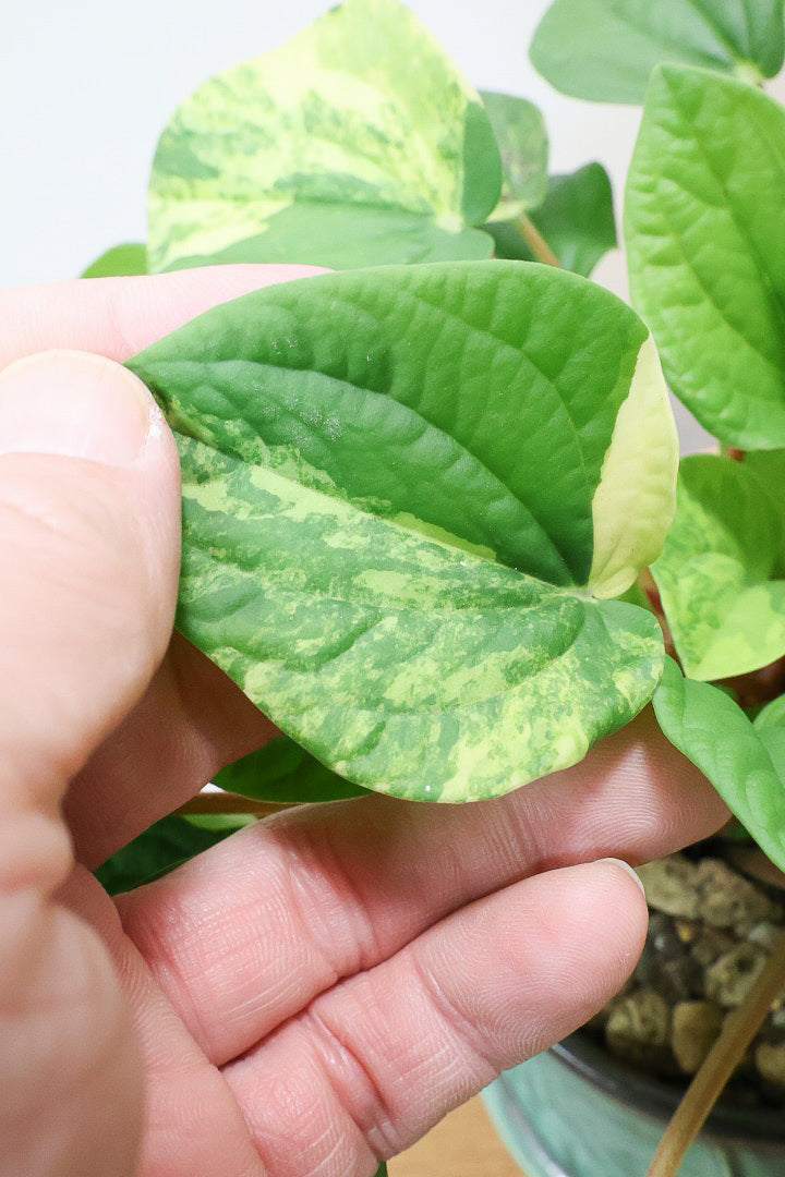 【ペペロミア ラナ バリエガタ】かわいい葉色が人気のラナ！その中でも希少な斑入りタイプです。おすすめです！