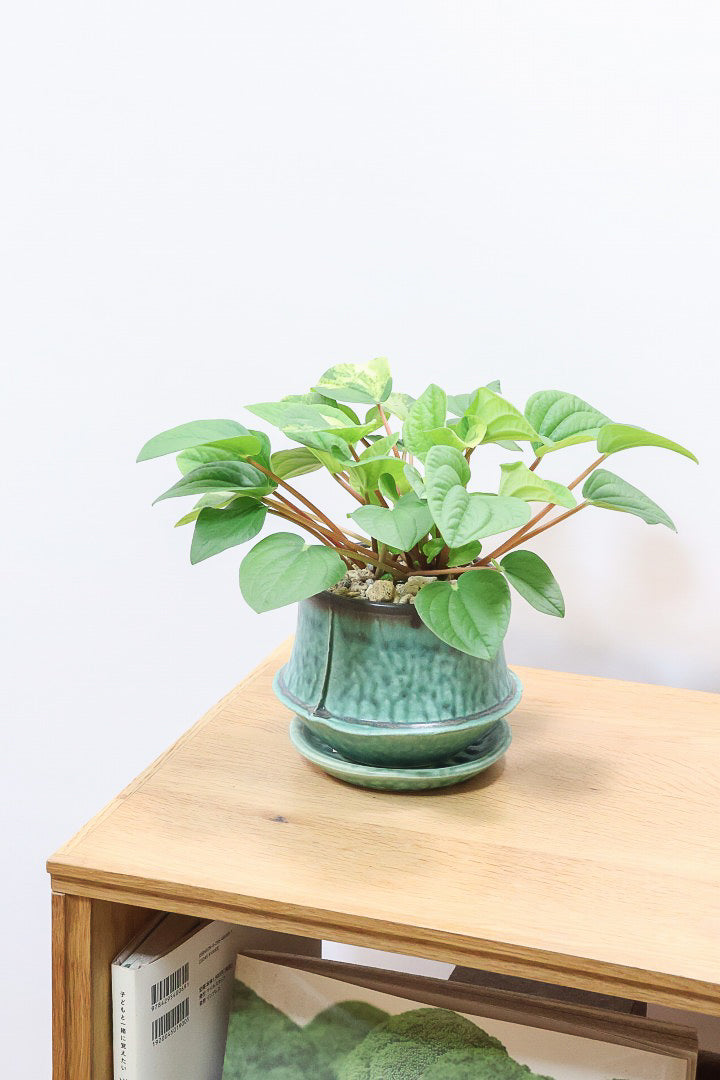 【ペペロミア ラナ バリエガタ】かわいい葉色が人気のラナ！その中でも希少な斑入りタイプです。おすすめです！